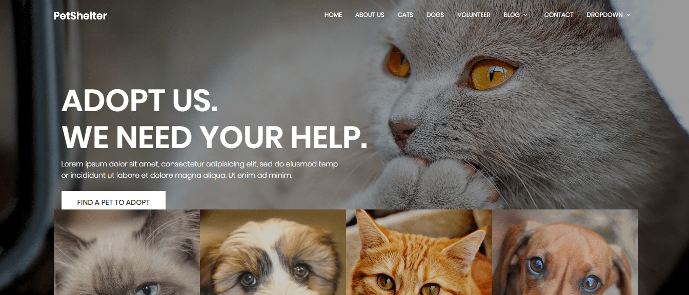 animal-and-pets-website-template-animal-shelter