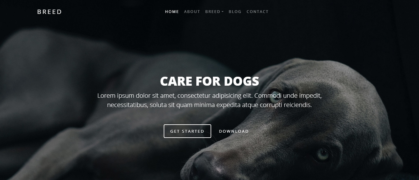 animal-and-pets-website-template-breed