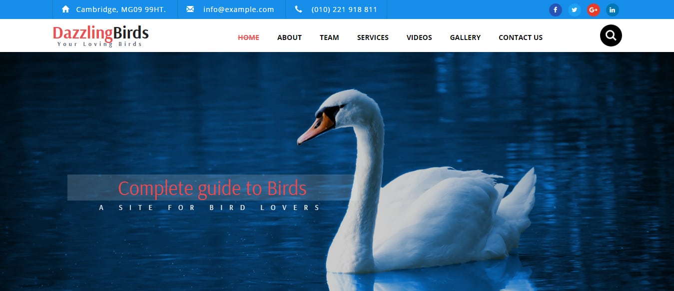 animal-and-pets-website-template-dazzling-birds