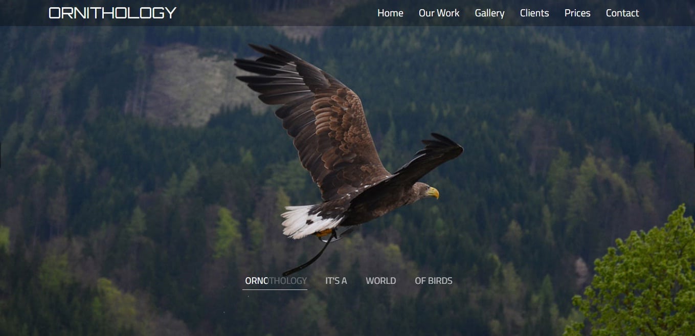 ornithology-animal-and-pet-website-template